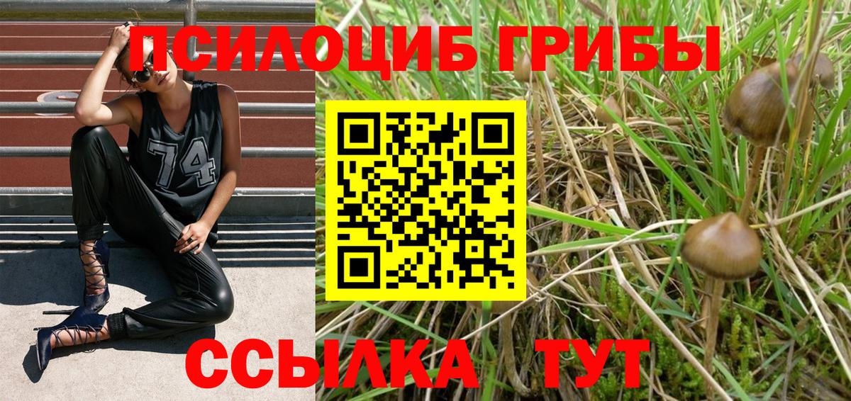 купить наркотик  Псилоцибиновые грибы Psilocybine cubensis  Вход с VPN  Хасавюрт 